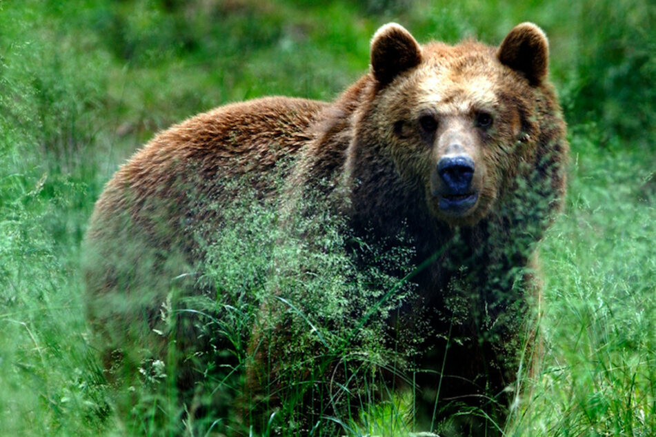 Hinlegen oder weglaufen: Was tun, wenn man einem Bären begegnet?