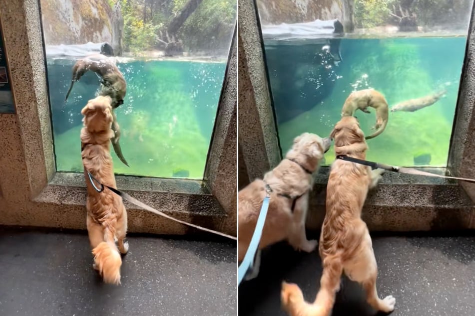 Golden Retriever se encuentran con nutrias: lo que ocurre después hace latir el corazón de muchos.
