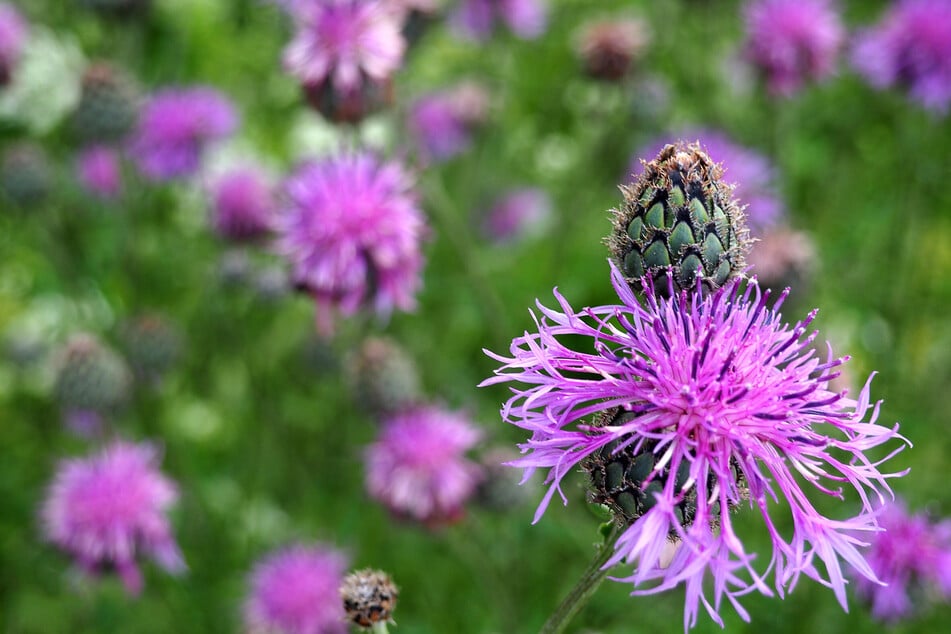 Goldrute verdrängt heimische Pflanzen wie die Wiesen-Flockenblume oder die Gemeine Schafgarbe.