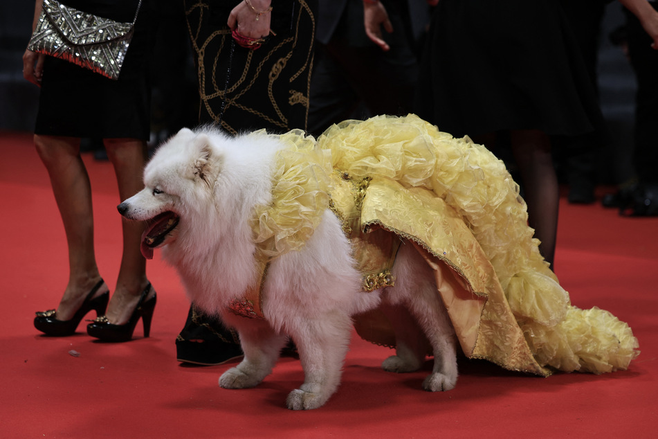 A dog wearing a dress arrive for the screening of the film Pigen Med Nalen (The Girl with the Needle) at the 77th edition of the Cannes Film Festival in Cannes on Wednesday.