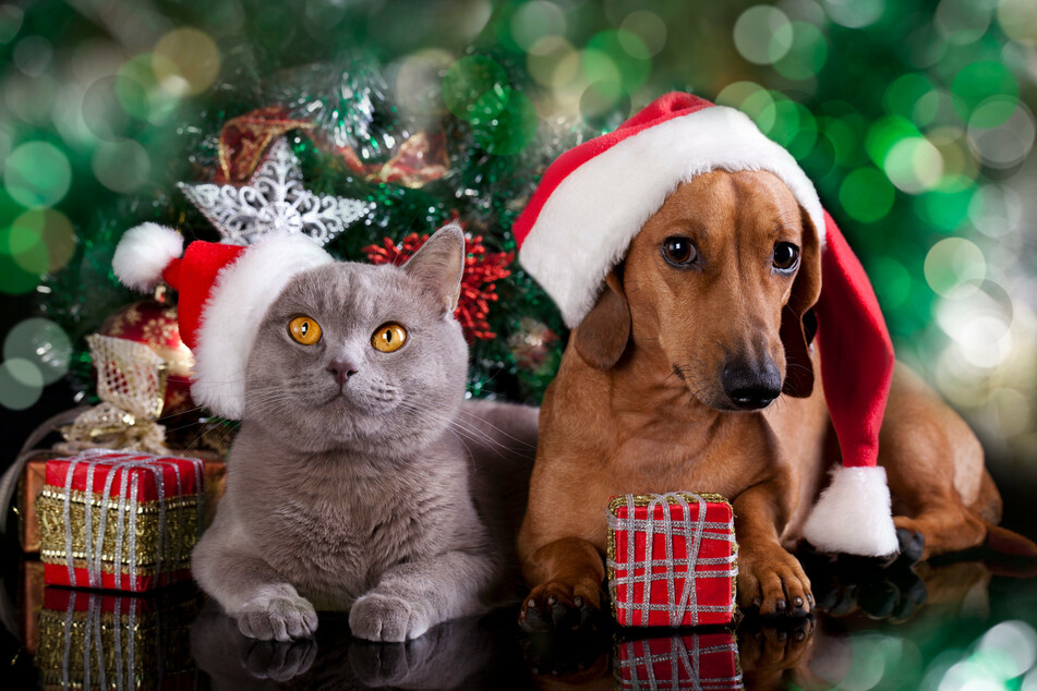 Viele geschenkte Haustiere landen häufig nach Weihnachten wieder in Tierheimen.