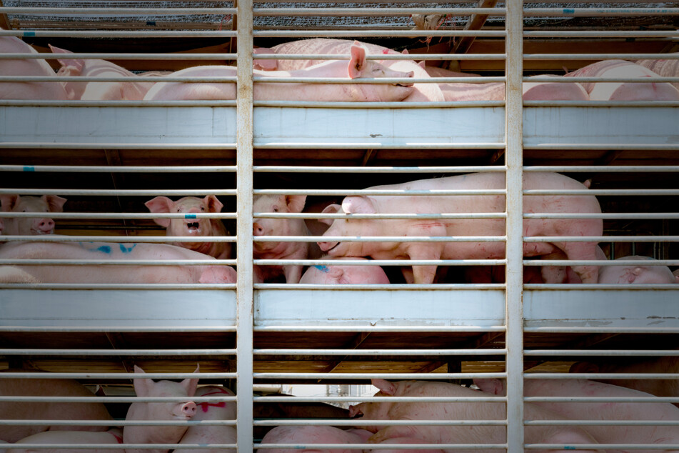140 Ferkel zu viel hatte der Lastwagen geladen. Insgesamt sollte der Lkw 740 junge Schweine von Thüringen nach Nordrhein-Westfalen bringen. (Symbolfoto)