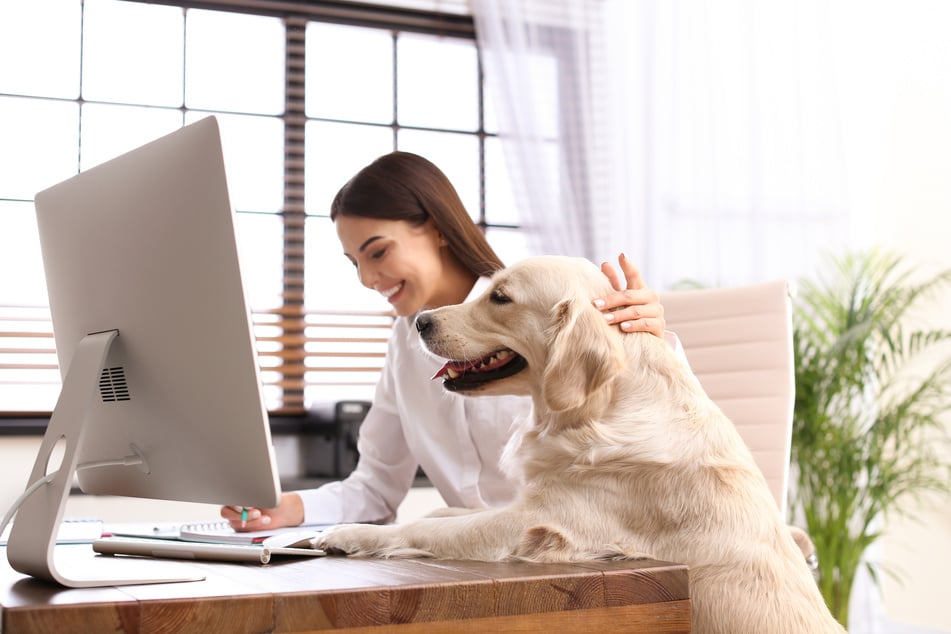 Unter bestimmten Umständen kann man einen Hund halten, auch wenn man berufstätig ist.