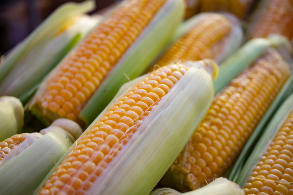 Dogs should never eat corn, as it can cause some very serious stomach problems.