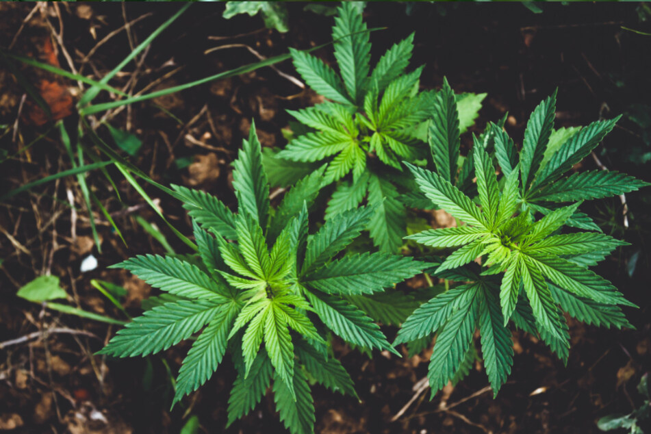 Im Rahmen einer Fahndungsmaßnahme entdeckten Polizisten vier Cannabispflanzen in einem Wald. (Symbolbild)