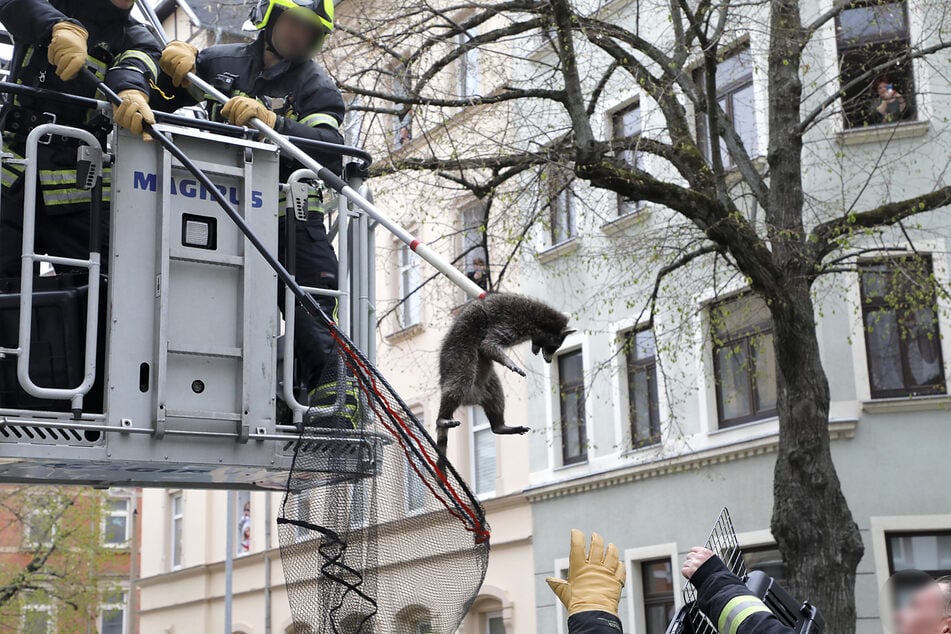 Auf dem Sonnenberg wurde 2021 ein Waschbär von einem Baum geholt.