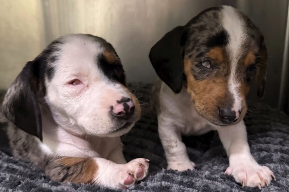 Die beiden Dackel-Welpen wurden blind und viel zu früh von ihrer Mutter getrennt vor dem Tierheim ausgesetzt.