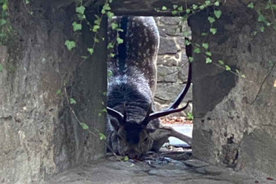 Ein Hirsch hielt Passau auf Trab.