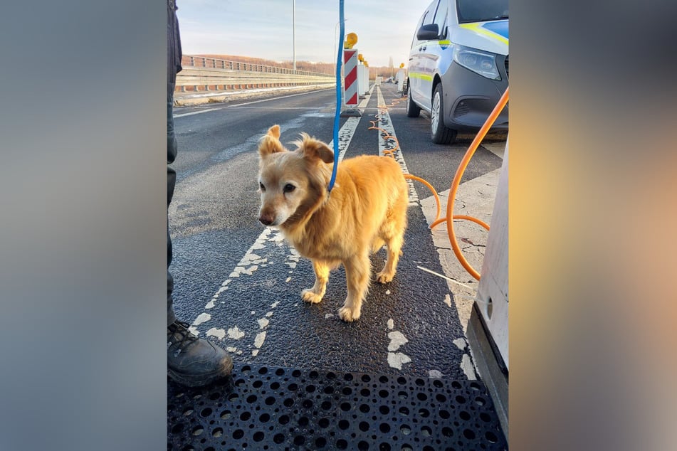 Zu süß, um wegen der Verzögerung bei den Grenzkontrollen sauer zu sein: Dieser entlaufende Hund wartet nun in einem Tierheim auf seine Besitzer.