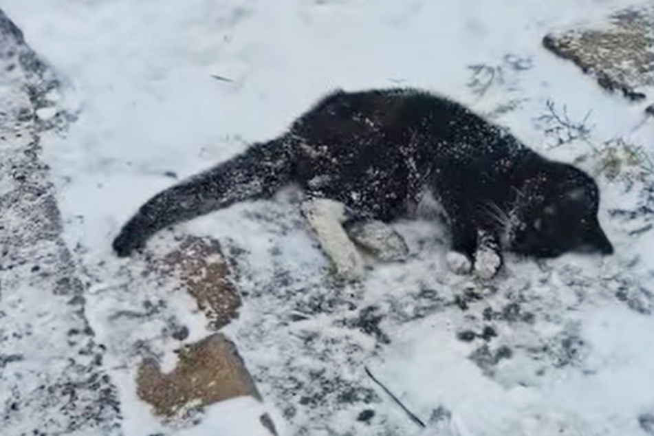 Frozen cat found in snowbank – when her owner is contacted, rescuers are shocked