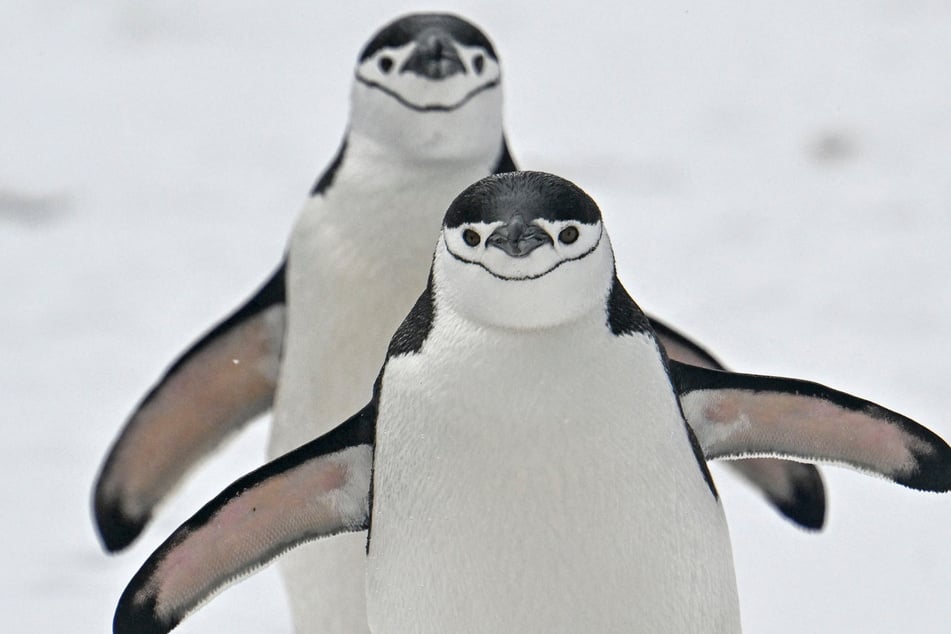 The shifts in Antarctica's climate can have dangerous effects on the animals living there.