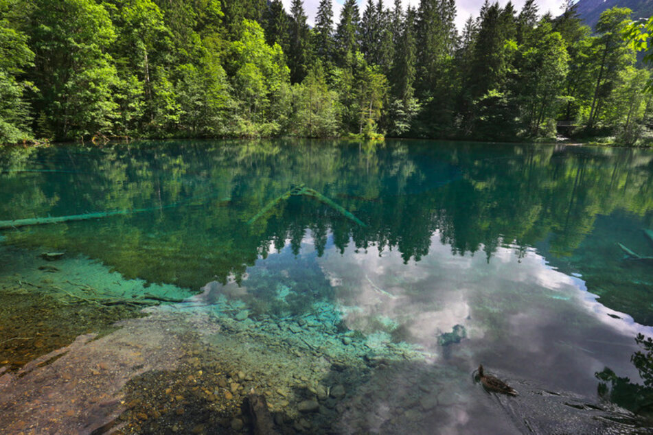Eine Ente schwimmt auf dem glasklaren Wasser des Christlesees. Der See, der von unterirdischen Quellen gespeist wird hat eine konstante Temperatur von vier bis sechs Grad.