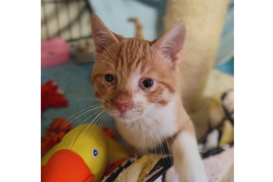 Robert kann es kaum erwarten, endlich seine eigene Familie zu finden.