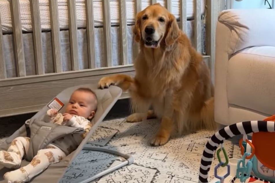 Zu schreien: Golden Retriever Ellie gibt der Wippe des Babys viel Schwung.