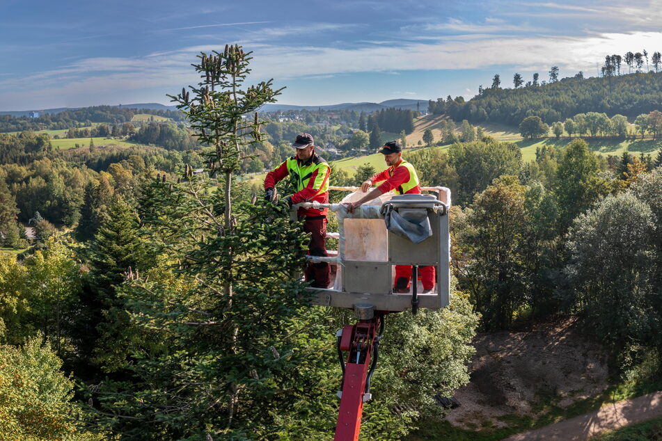 Im Forstrevier Eibenstock werden Zapfen von Weißtannen geerntet. Die Zapfenpflücker Thomas Schmidt (60, l.) und Michael Münzner (53, r.) holen mithilfe einer Hebebühne die Früchte vom Baum herunter. Sie arbeiten dabei in etwa 30 Meter Höhe.