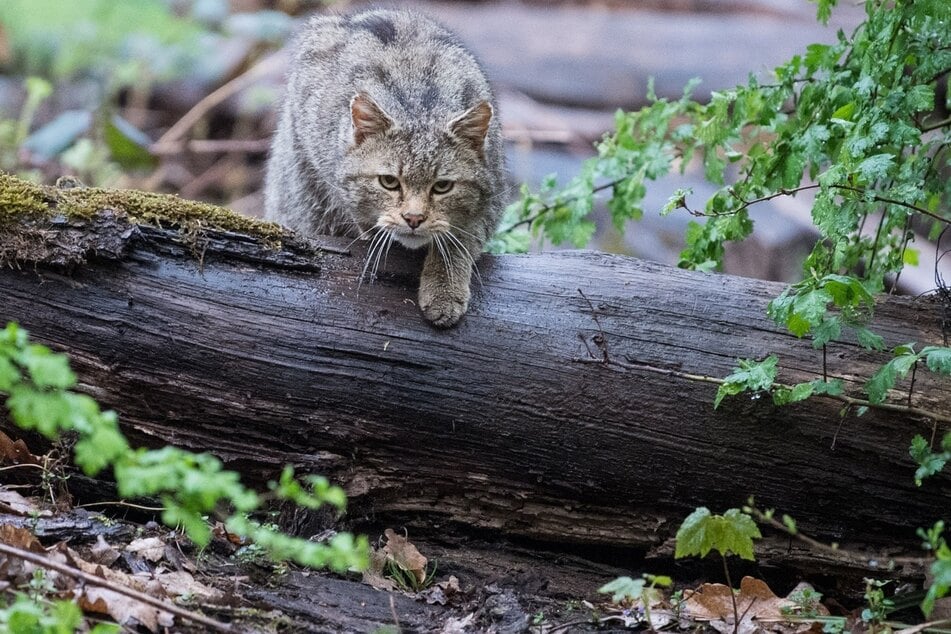 Weite Teile Sachsen-Anhalt zählen den Experten zufolge als günstiges Verbreitungsgebiet für Wildkatzen. (Symbolbild)