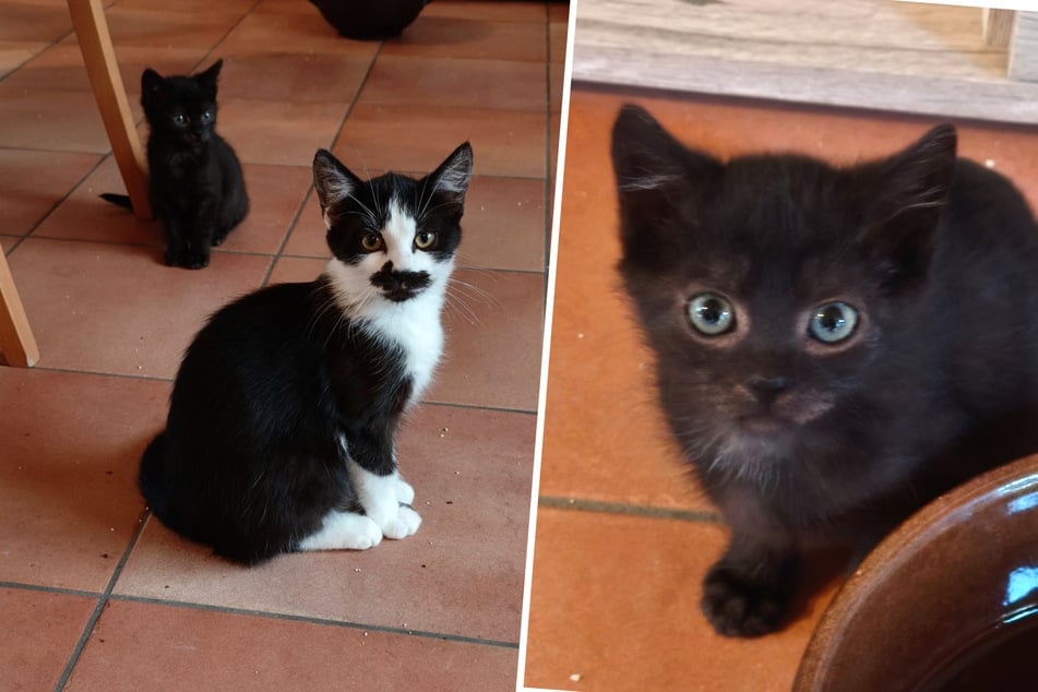 Sowohl der Katze (l.) als auch den sechs Kitten geht es wieder so gut, dass sie jetzt vermittelt werden können.