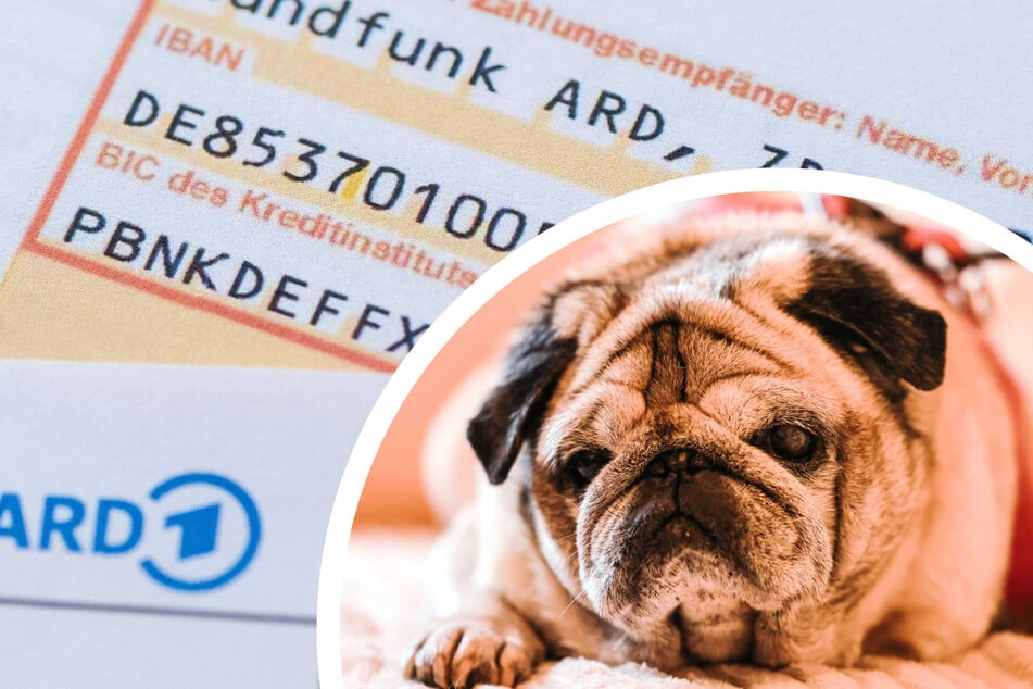 Was ist denn da los?! Mops "Lotti Schlotterbeck" bekommt GEZ-Brief