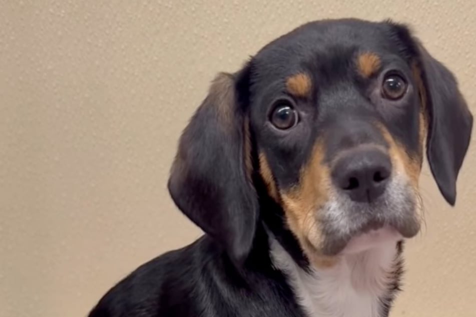 Hund ist bereit für Treffen mit neuer Familie: Was dann passiert, bricht so vielen das Herz