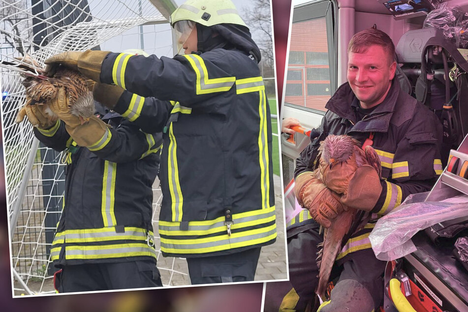 Tierischer Einsatz für die Feuerwehr Liebertwolkwitz: Die Kameraden retteten am Freitag einen Greifvogel aus einem Fußballnetz.