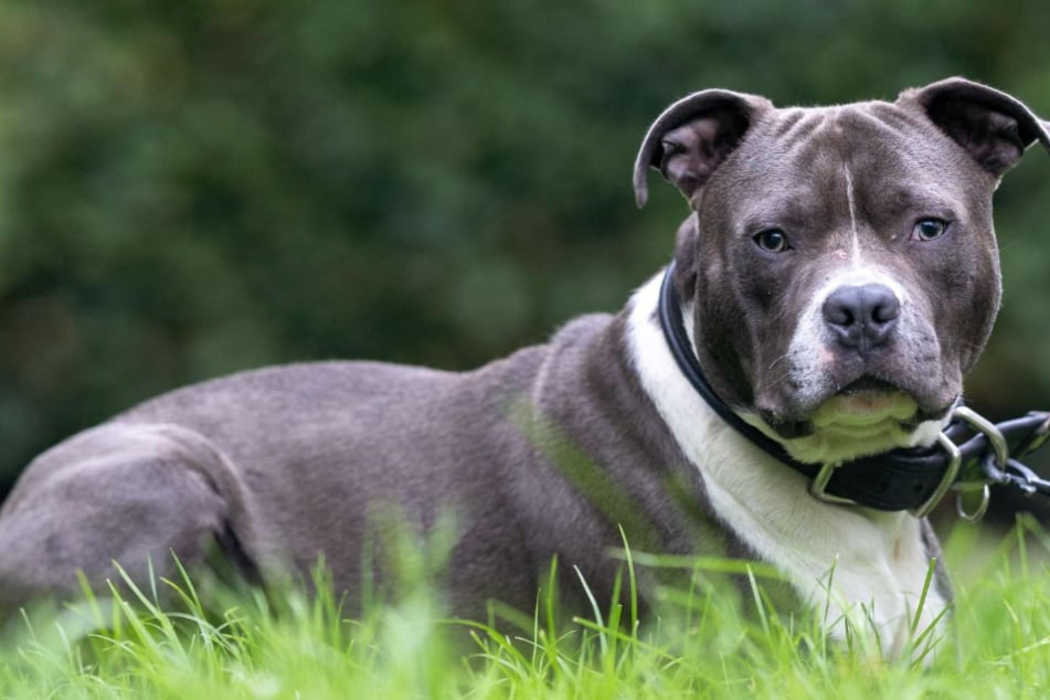 American-Staffordshire-Terrier-Mischling Blue aus dem Hamburger Tierheim ist auf der Suche nach einem richtigen Zuhause.