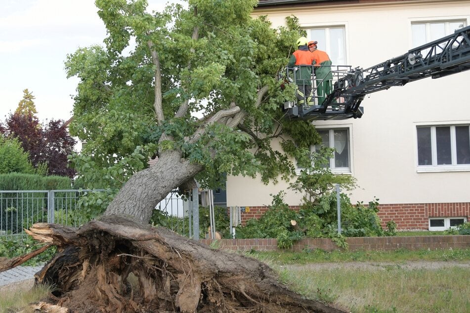 Sturmböen ließen einen Baum auf der Südoststraße in Görlitz umstürzen.
