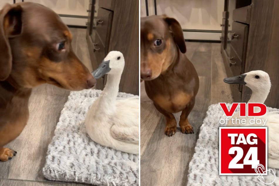 This dog was ready to play, but his feathered housemate wasn't having any of it!