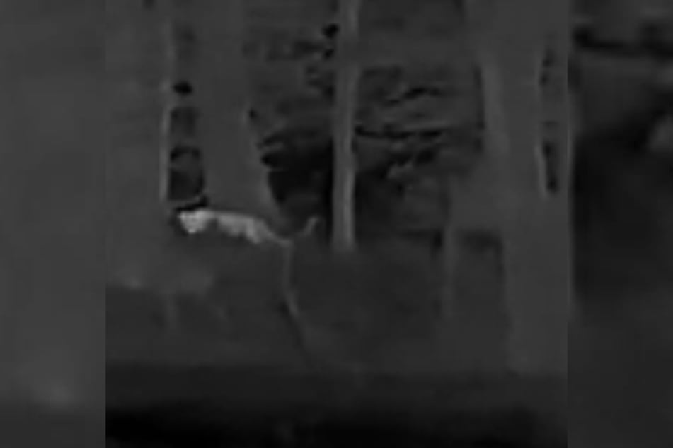 También se puede observar una cola notablemente larga en las imágenes.