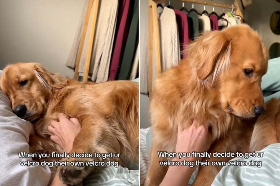 When owners surprise lonely Golden Retriever with a puppy pal, so many hearts melt