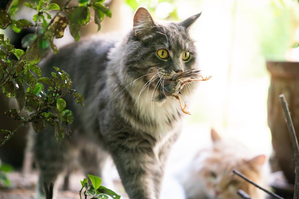 Im Garten bietet sich Katzen die Möglichkeit, Vögel und andere Tiere zu jagen.
