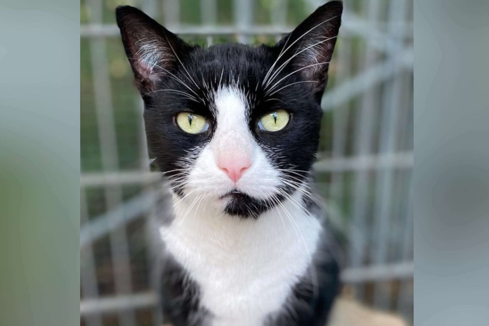 Am Samstag schilderte das Tierheim in Köln-Dellbrück einen besonders herzlosen Fall: Ein Katzen-Besitzer hatte sich seines Tieres auf gemeine Art entledigt.