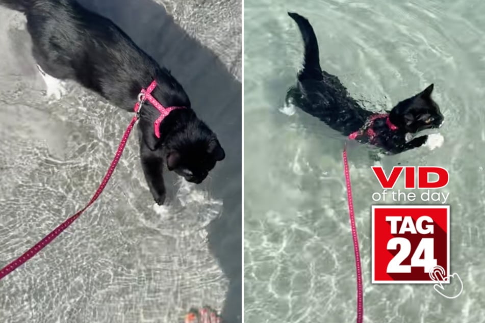 viral videos: Viral Video of the Day for April 13, 2026: Cat takes his first swim at the beach – and absolutely loves it!