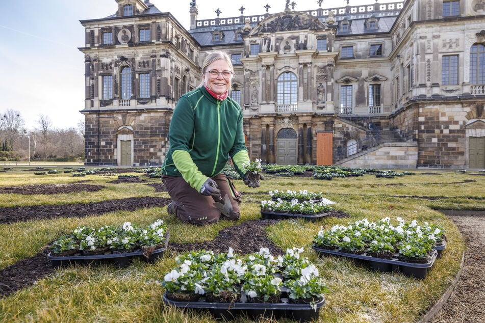 Landschaftsgärtnerin Simone Löbel (59) pflanzt die ersten Stiefmütterchen am sogenannten "Teppichbeet" am Palais im Großen Garten ein.