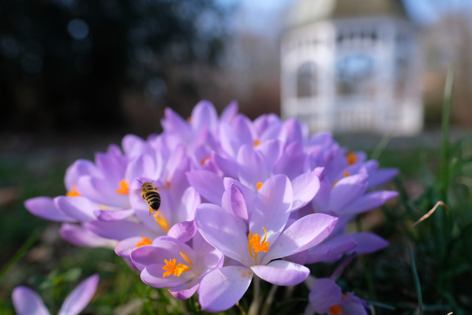 Blumen, Sonne und Wärme - der Frühling ist zumindest tagsüber schon da.