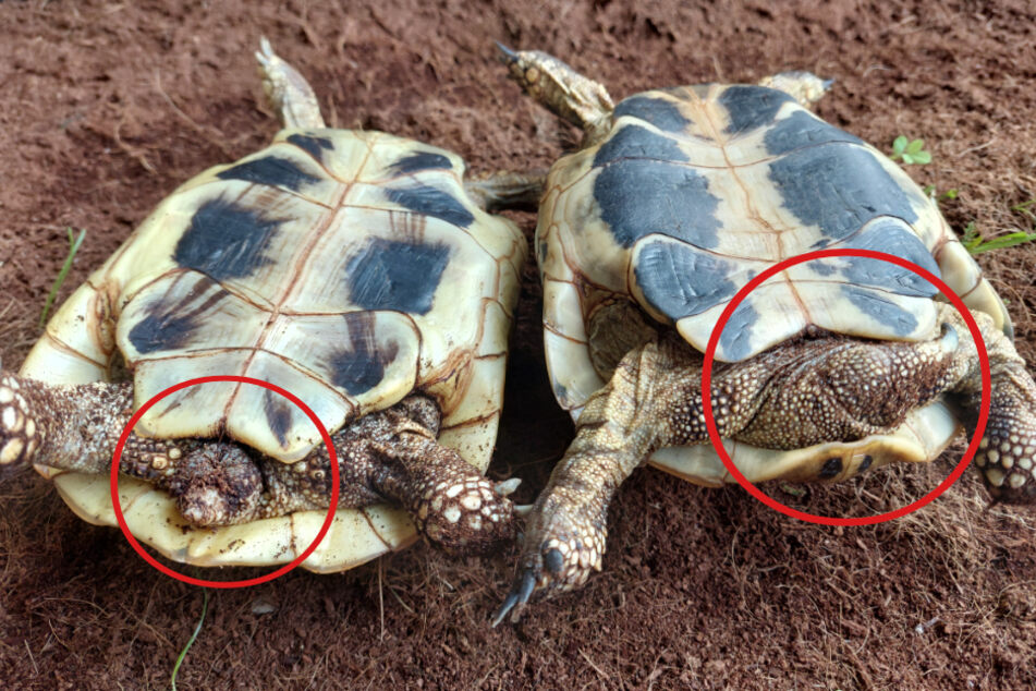 Schildkröten-Männchen haben einen kräftigeren Schwanz (rechts im Bild).
