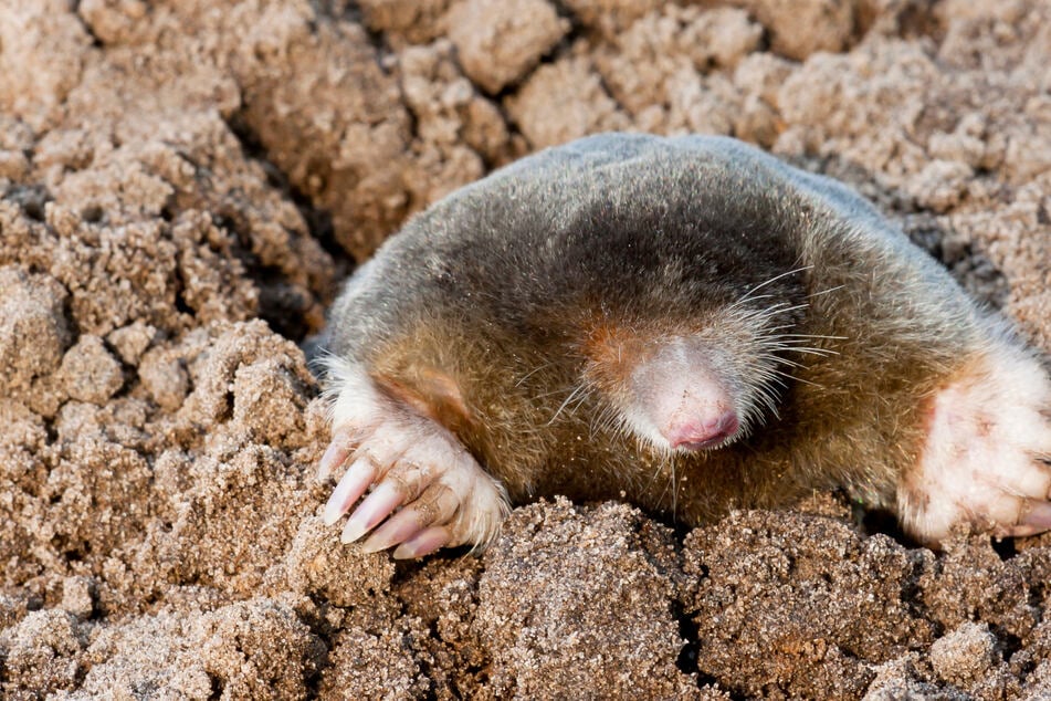 Mann will Maulwurf aus Garten vertreiben, plötzlich brennt ein Haus