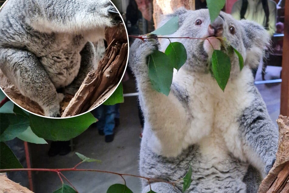 Verdächtig dicker Bauch: Koala-Mann landet endlich Volltreffer