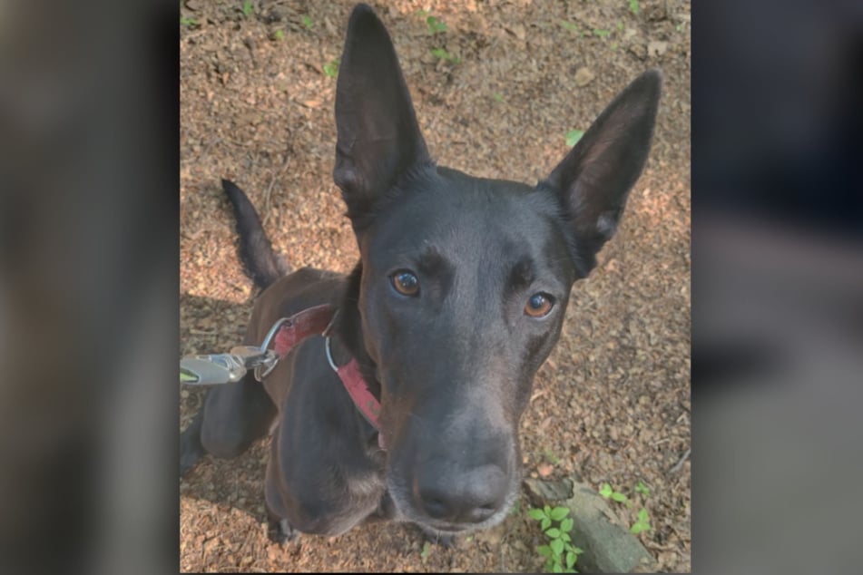 Durch die Erkrankung ihres ehemaligen Besitzers ist Vicky vor Wochen im Tierheim gelandet.