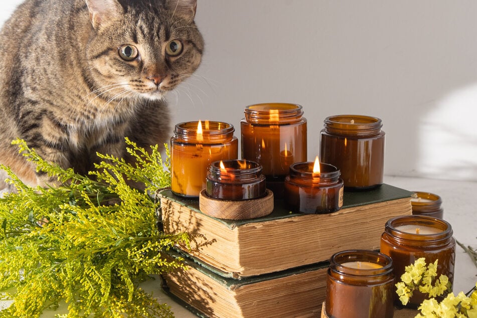 Die in vielen Duftkerzen enthaltenen chemischen Stoffe sind giftig für Katzen.