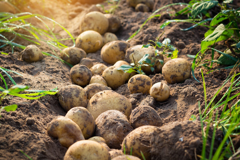 Die Ernten in Sachsen-Anhalt fielen in diesem Jahr unterschiedlich aus. (Symbolbild)