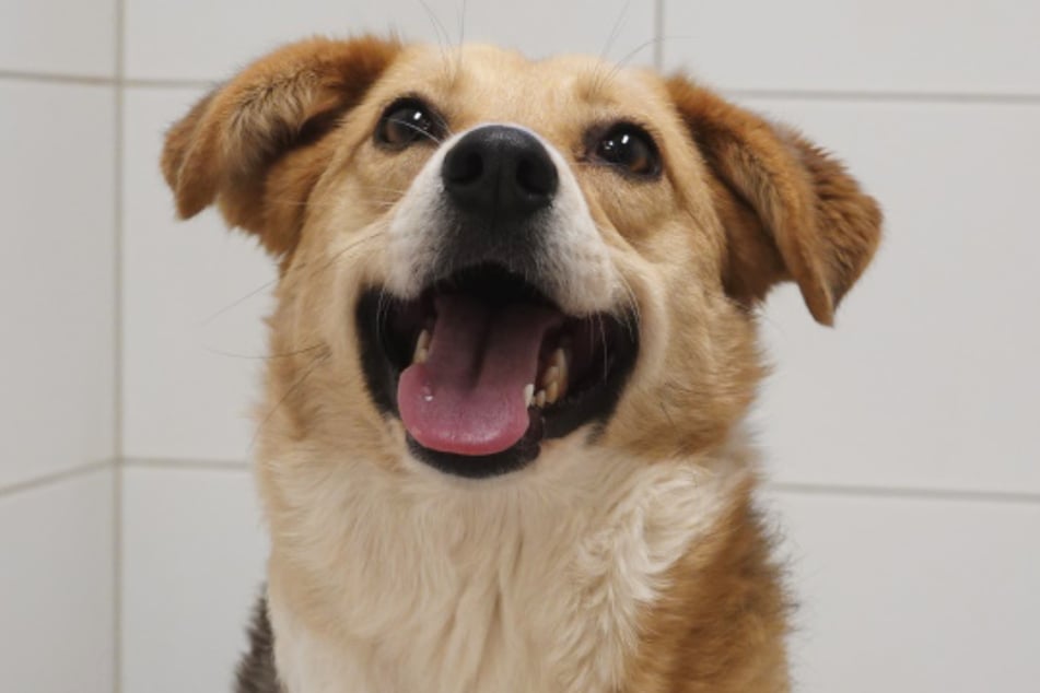 Hündin Sabina sucht ein neues Zuhause.