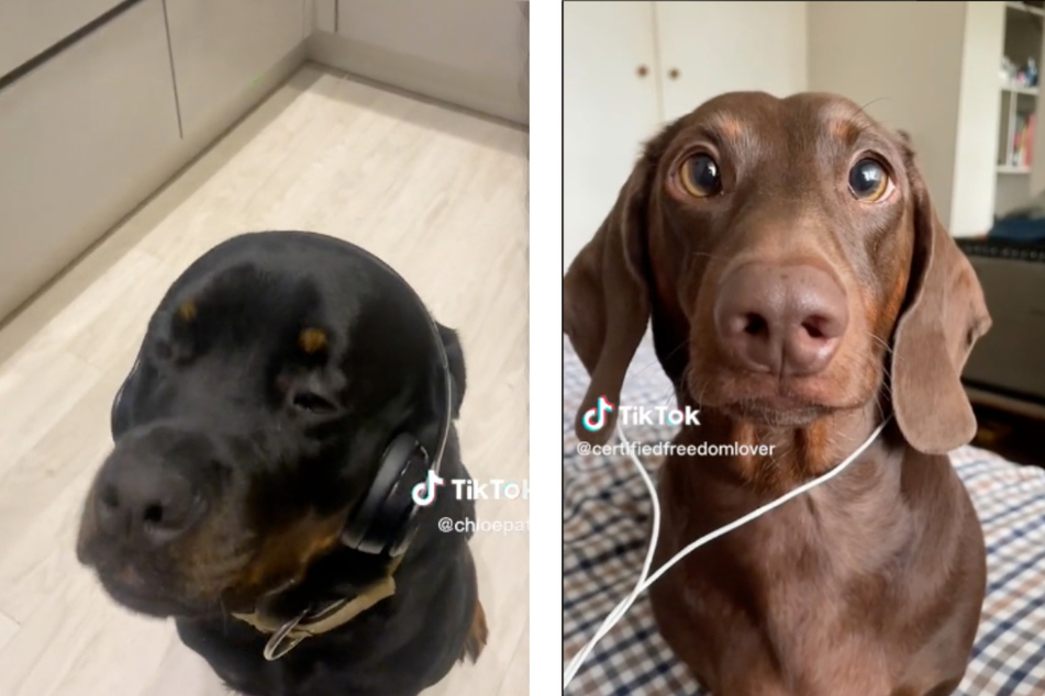 In on the trend, a Rottweiler named Astro's (l.) clip has some 11 million views, while a Dachshund named Luke's (r.) clip has 23 million views and counting.