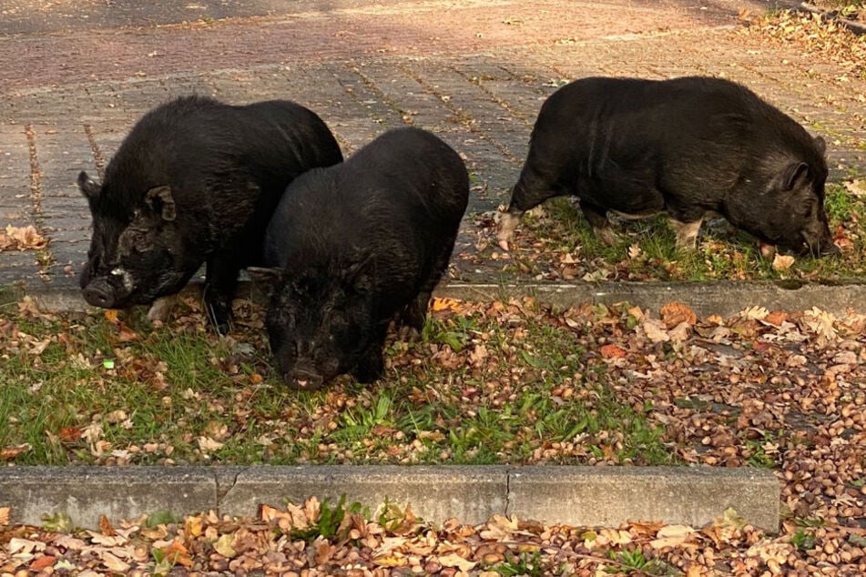 Drei Schweine sorgten am Freitag für einen Einsatz der Polizei in Magdeburg.