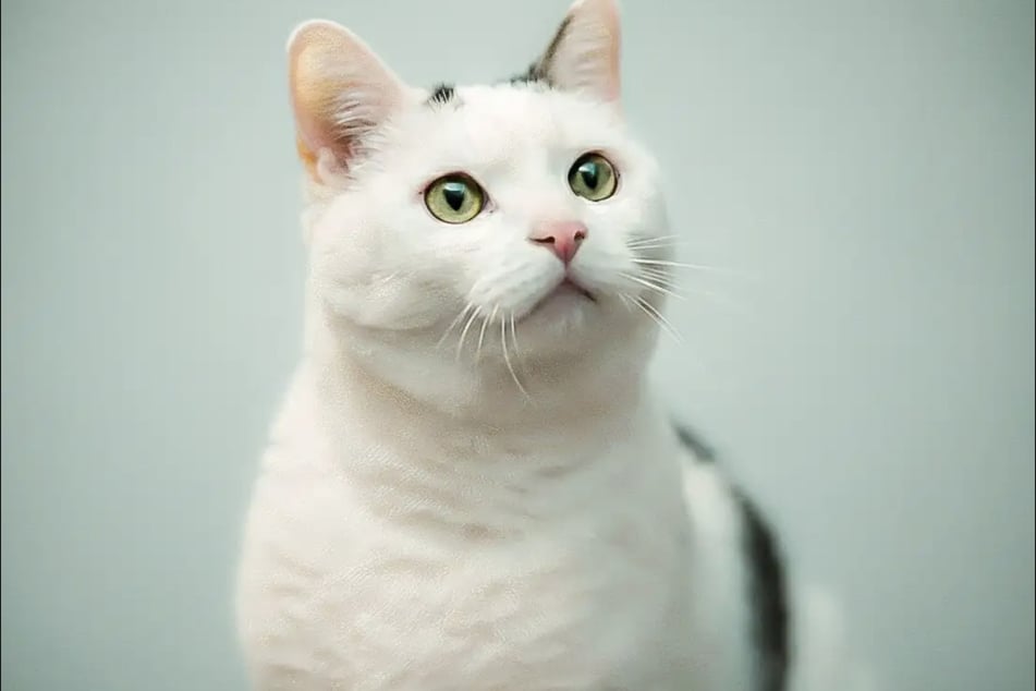 Diva sucht ein neues liebevolles Zuhause.