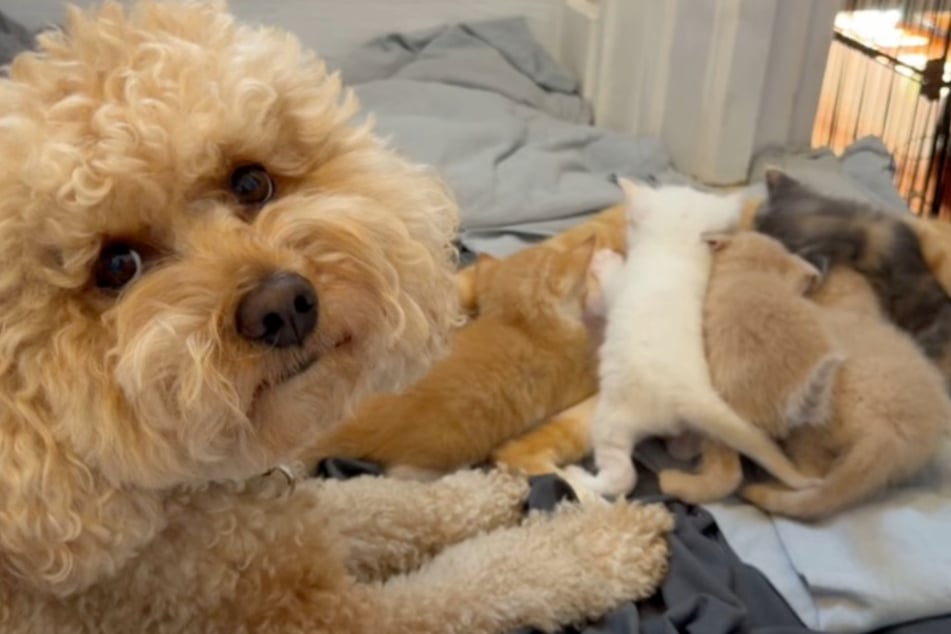 Rüde Ted scheint sich für den Papa der Kitten zu halten, kümmert sich rührend um sie.
