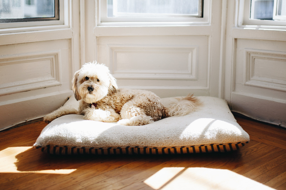 Make sure that you get a good apartment dog, as you don't want it to be unhappy.