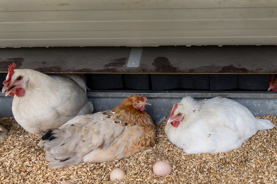 Die von den Hennen gelegten Eier werden mittags eingesammelt.