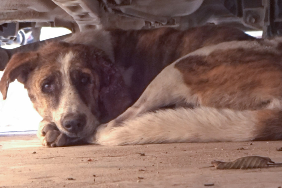 Dieser Hund hatte große Angst, als er unter einem Auto Schutz suchte.