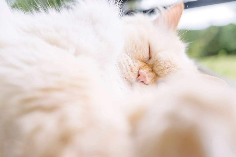 Persian cats are some of the fluffiest and sweetest white cat breeds.