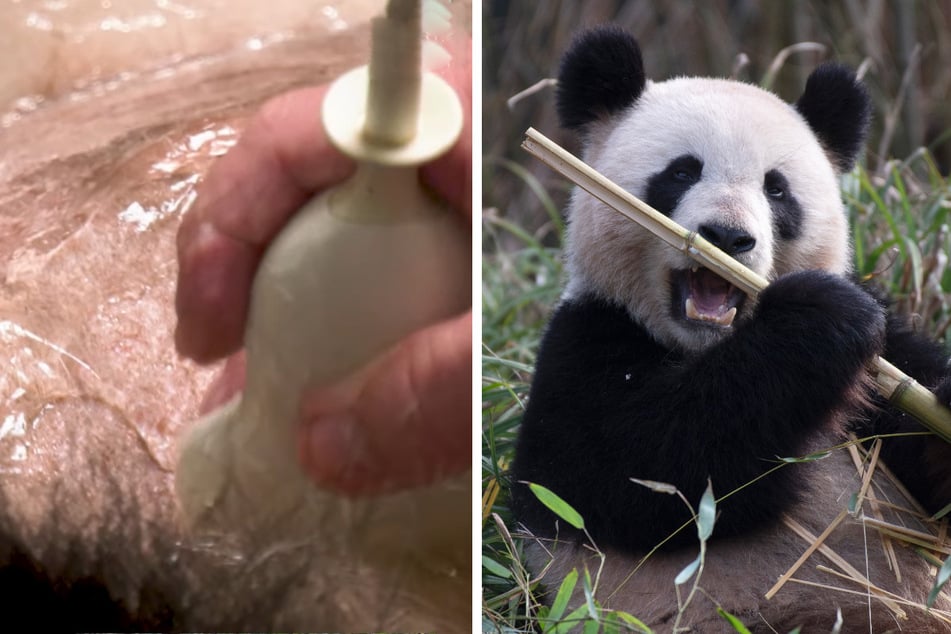 Happy Birthday Panda-Dame Meng Meng! Ist da etwa ein Babybauch zu sehen?